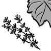 Magen Darm Thymian_100x100.png